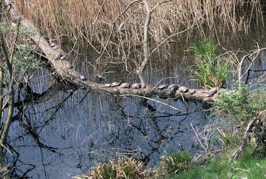 Nestos, Meer Und Berge - Griechenland Mal Anders Zarkadhiá Exteriér fotografie